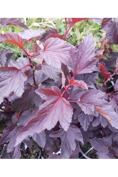 Physocarpus opulifolius Schuch крупним планом